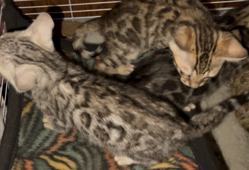 Xmas Litter of Bengal Kittens