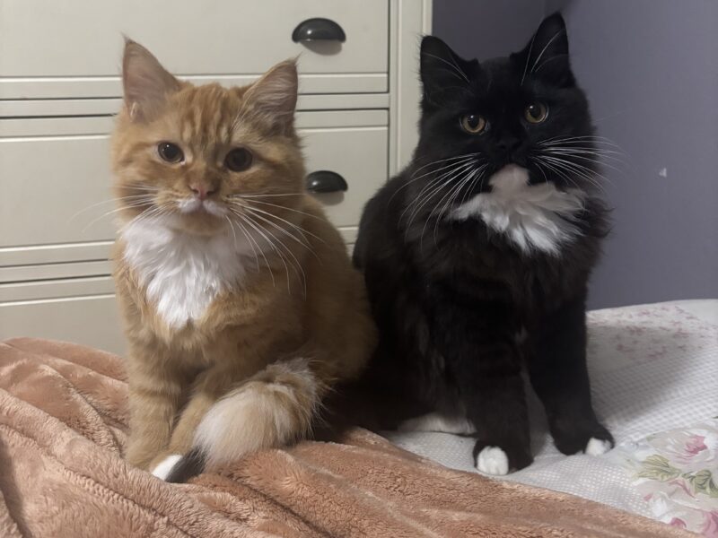 Gentle, Affectionate Boy Looking For A Forever Home