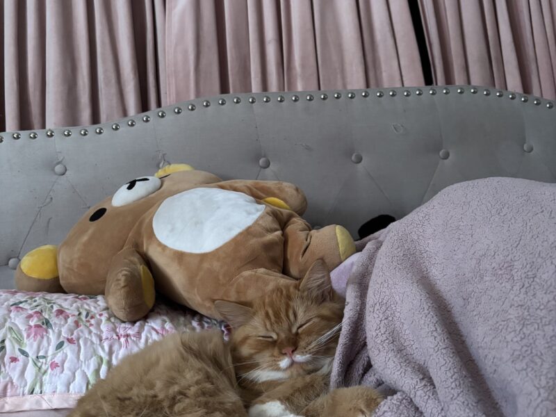 Sociable Sweet Boy Who Loves to Cuddle