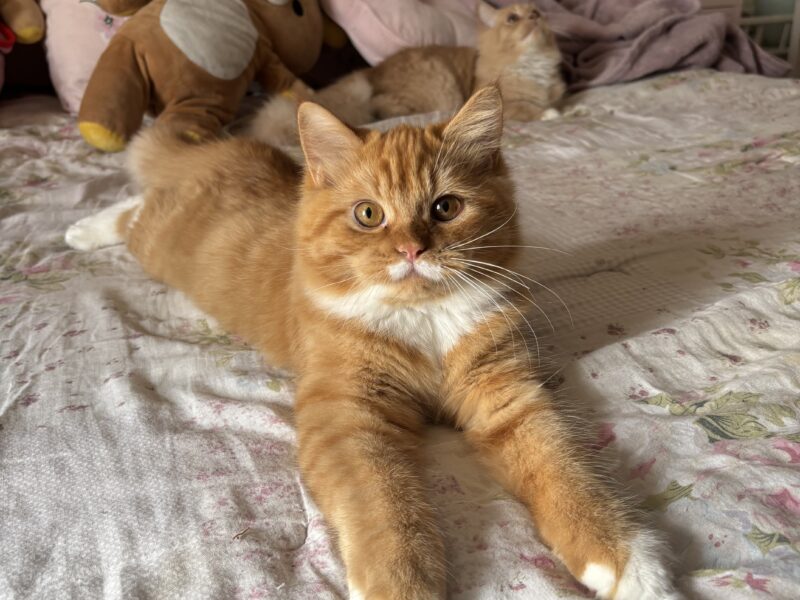 Sociable Sweet Boy Who Loves to Cuddle