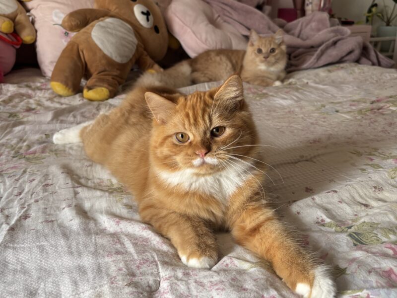 Sociable Sweet Boy Who Loves to Cuddle