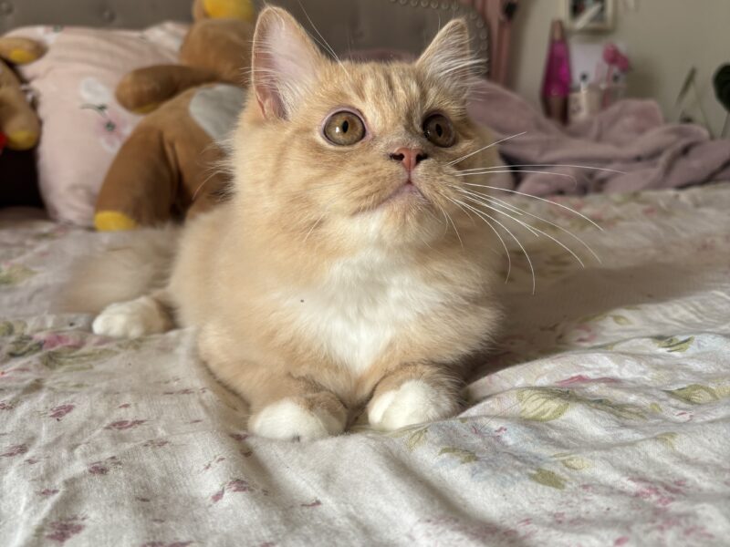 Playful Sweet Boy Looking for a Loving Home