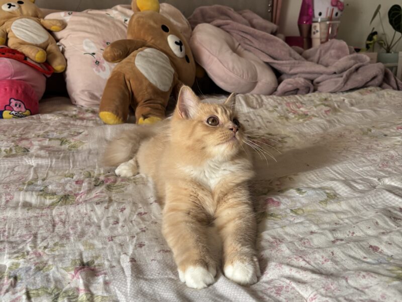 Playful Sweet Boy Looking for a Loving Home