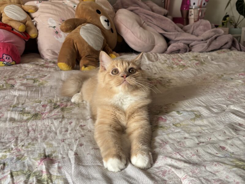 Playful Sweet Boy Looking for a Loving Home