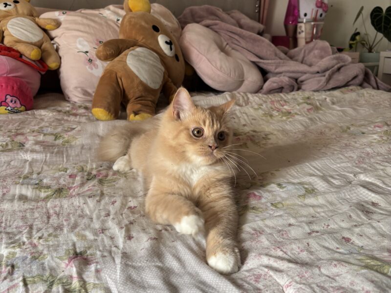 Playful Sweet Boy Looking for a Loving Home