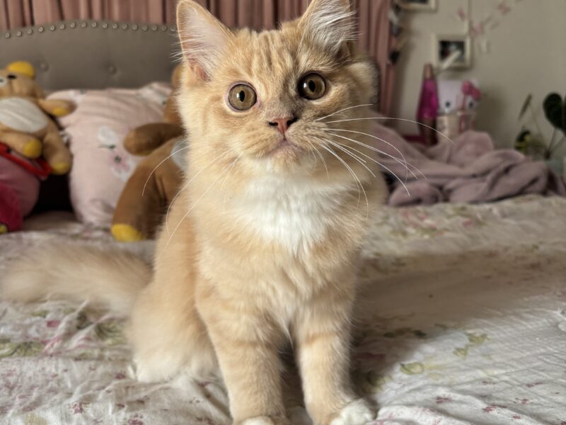 Playful Sweet Boy Looking for a Loving Home