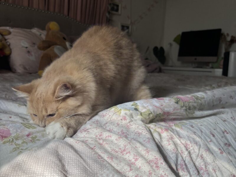 Playful Sweet Boy Looking for a Loving Home