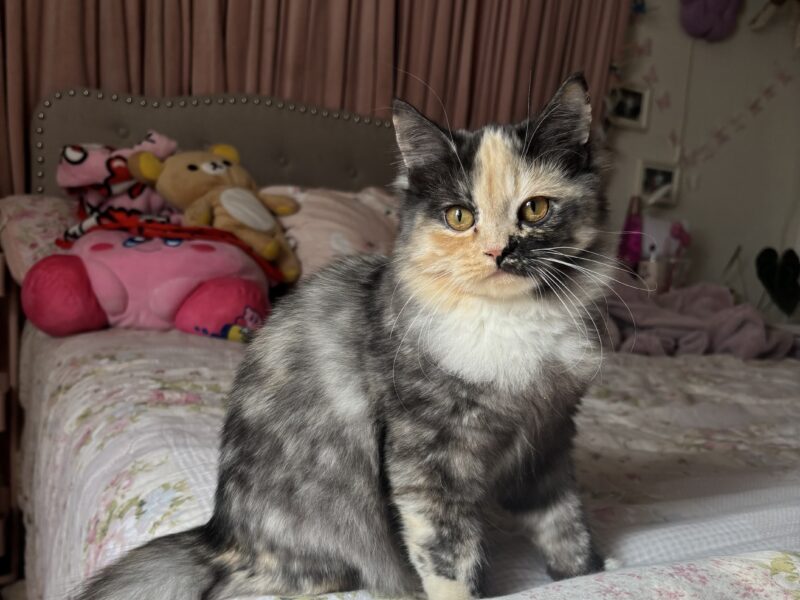 Friendly Indoor Kitten Ready for Loving Home