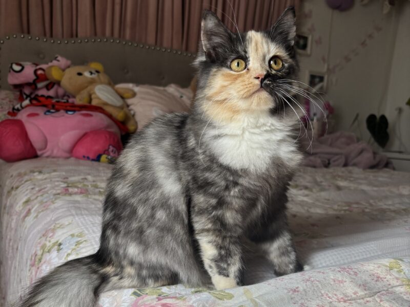 Friendly Indoor Kitten Ready for Loving Home