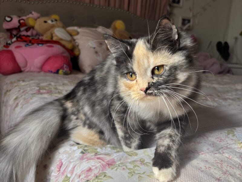 Friendly Indoor Kitten Ready for Loving Home