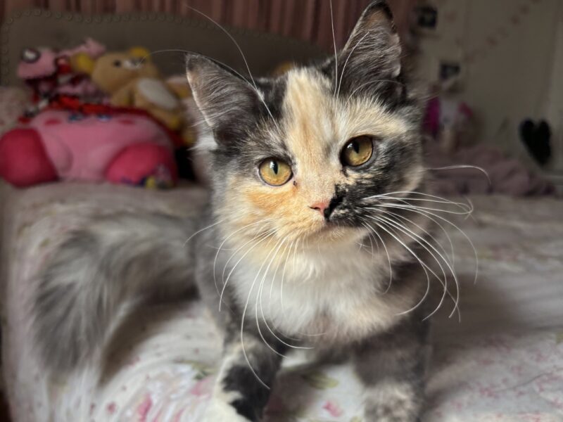 Friendly Indoor Kitten Ready for Loving Home