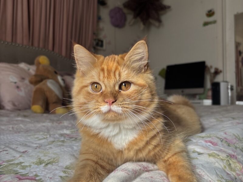 Sociable Sweet Boy Who Loves to Cuddle