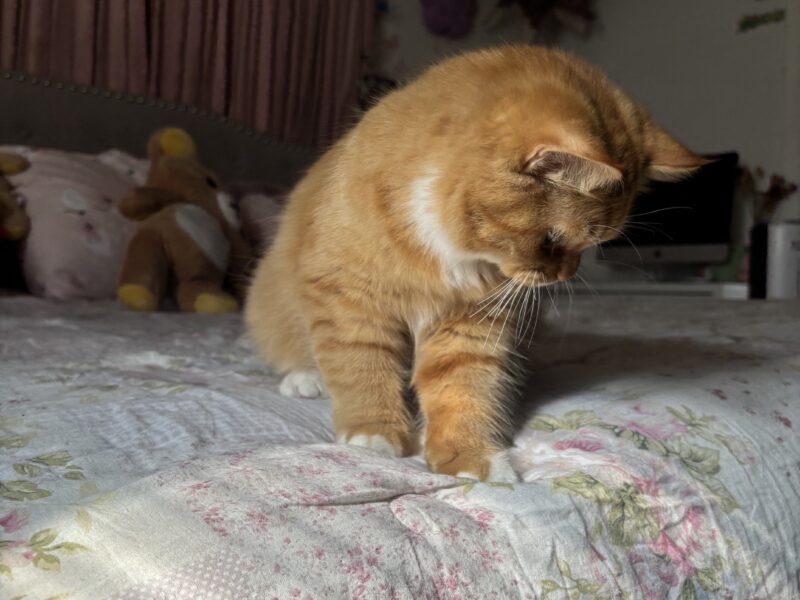 Sociable Sweet Boy Who Loves to Cuddle