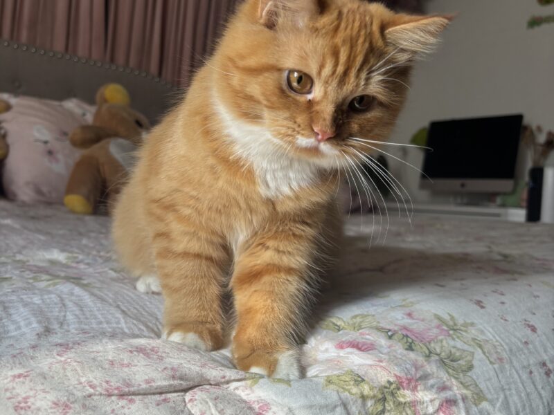 Sociable Sweet Boy Who Loves to Cuddle