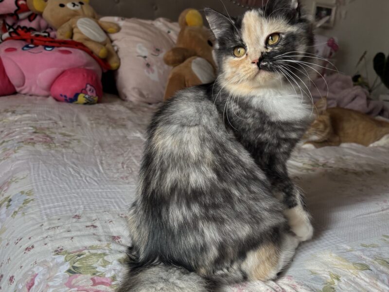 Friendly Indoor Kitten Ready for Loving Home