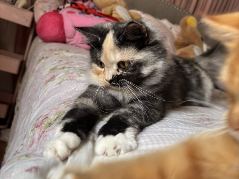 Friendly Indoor Kitten Ready for Loving Home