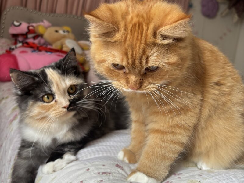 Sociable Sweet Boy Who Loves to Cuddle