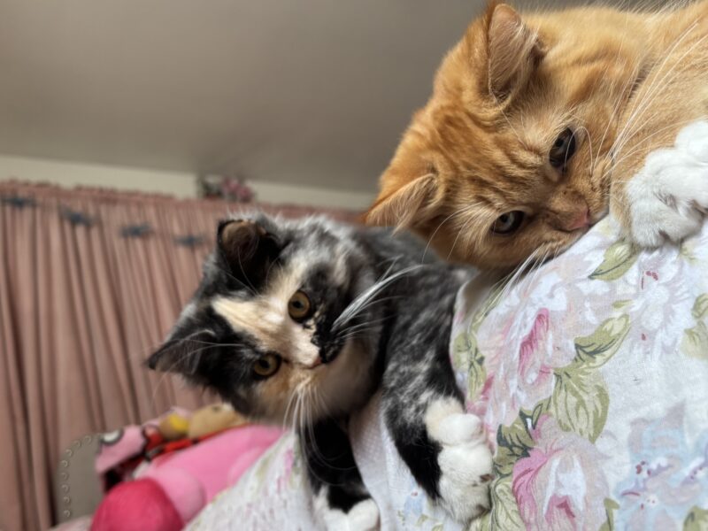 Sociable Sweet Boy Who Loves to Cuddle