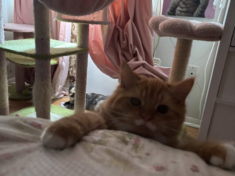 Sociable Sweet Boy Who Loves to Cuddle