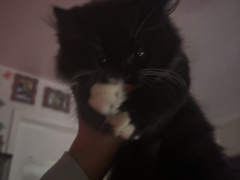 Gentle, Affectionate Boy Looking For A Forever Home