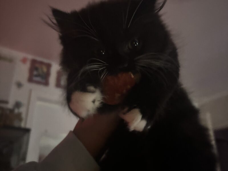 Gentle, Affectionate Boy Looking For A Forever Home