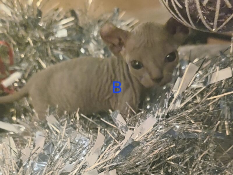 Hairless Sphynx Kittens