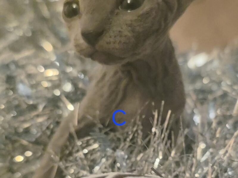 Hairless Sphynx Kittens