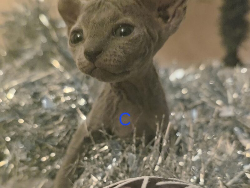 Strange Sphynx and Elfs