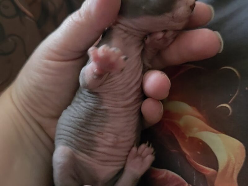 Strange Sphynx and Elfs