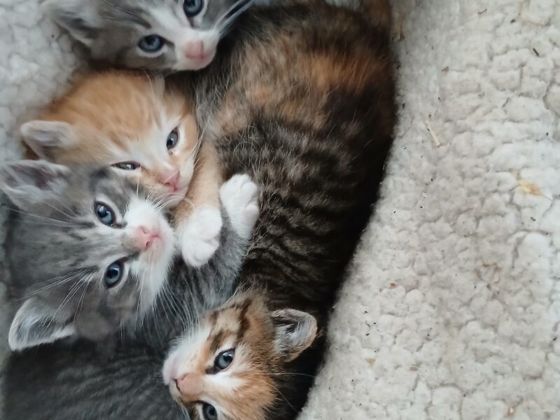 4 Kittens ( 2 males & 2 females) Mom also available as barn cat.