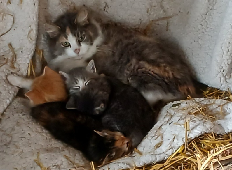4 Kittens ( 2 males & 2 females) Mom also available as barn cat.