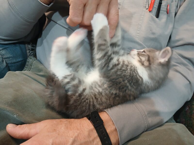 4 Kittens ( 2 males & 2 females) Mom also available as barn cat.