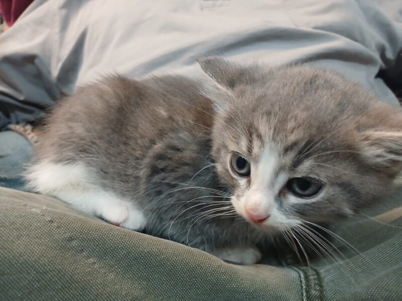 4 Kittens ( 2 males & 2 females) Mom also available as barn cat.