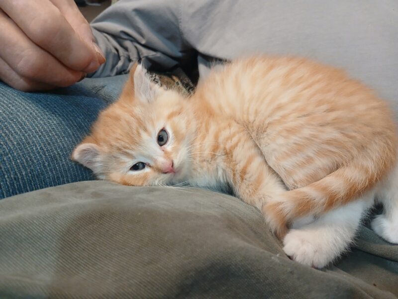 4 Kittens ( 2 males & 2 females) Mom also available as barn cat.