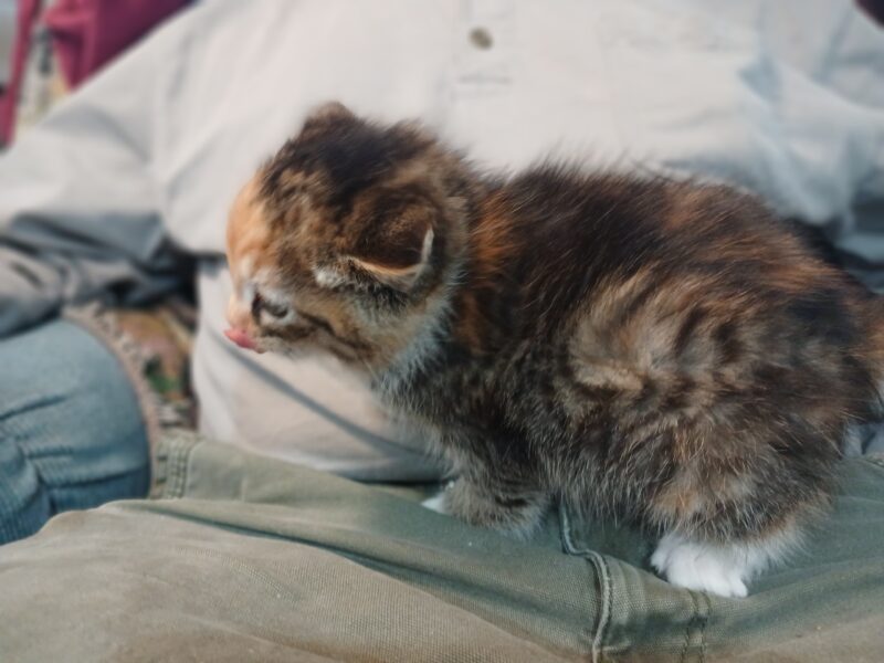 4 Kittens ( 2 males & 2 females) Mom also available as barn cat.