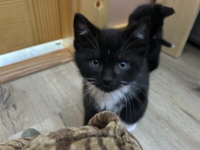 In your pocket type kitten