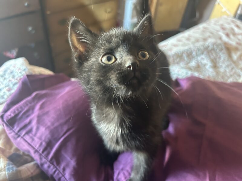 In your pocket kitten :)