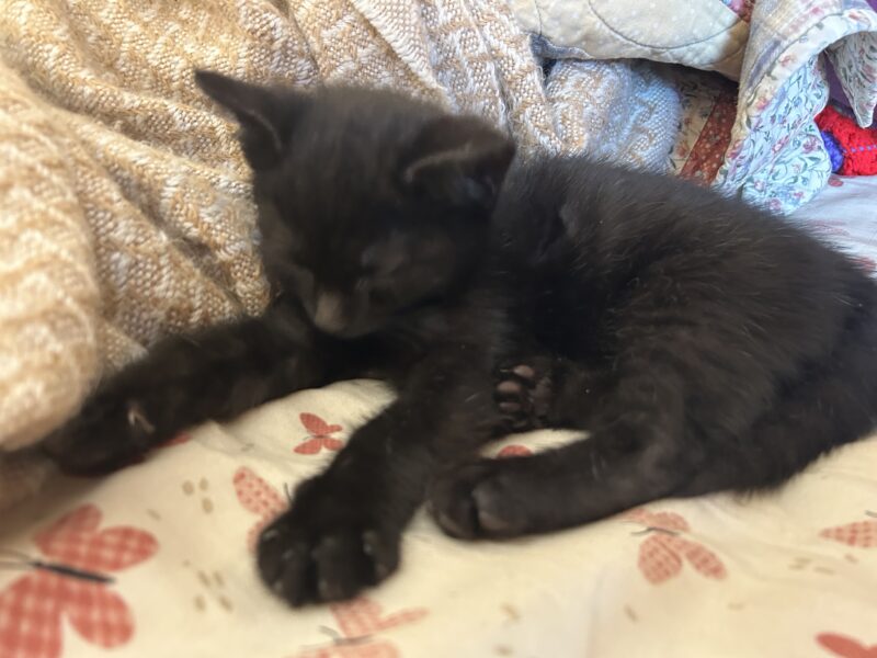 In your pocket kitten :)