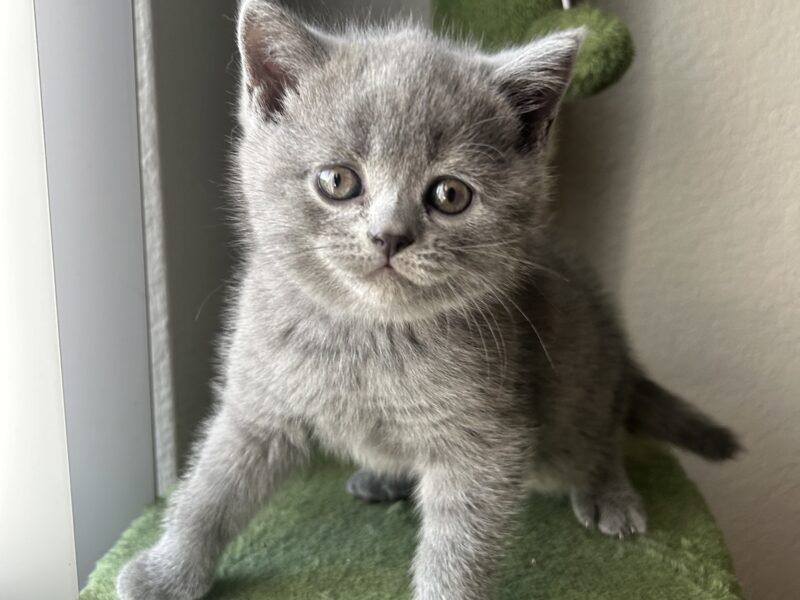 Scottish fold kittens for sale