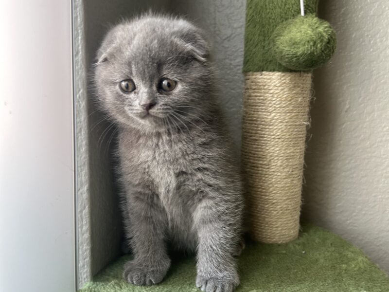 Scottish fold kittens for sale