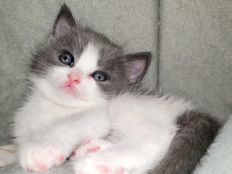 British Shorthair kitten