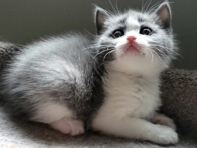 British Shorthair kitten