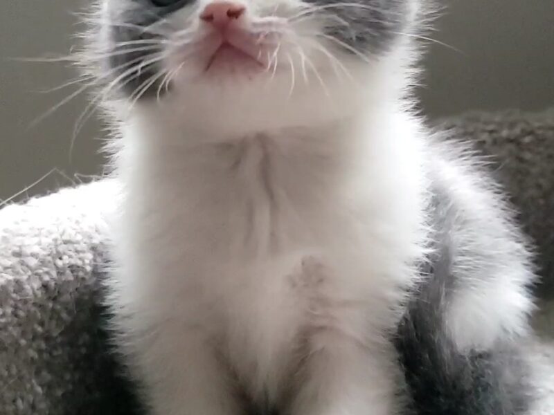 British Shorthair kitten