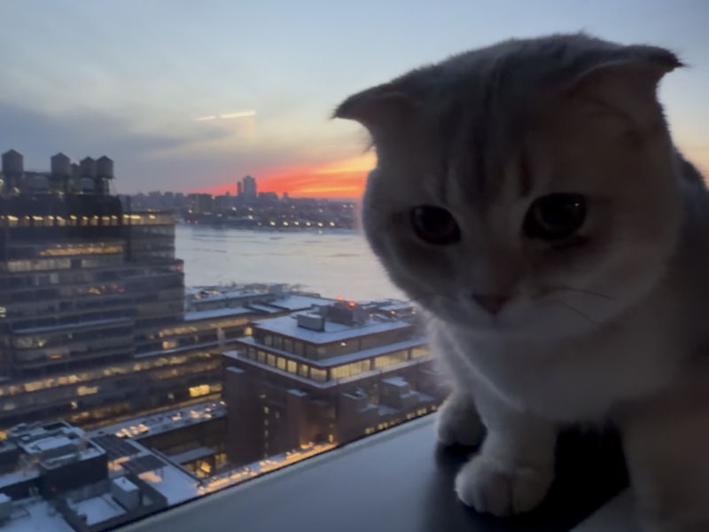 Scottish Fold Boy - 5 months