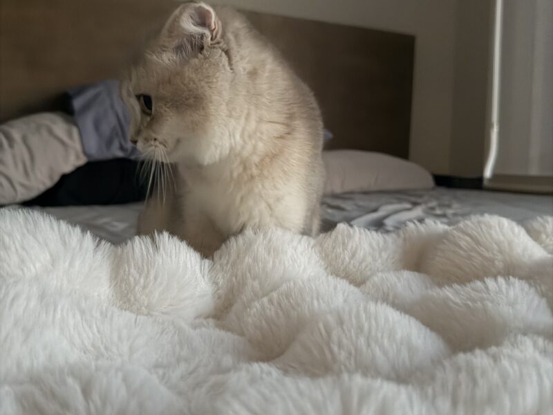 Scottish Fold Boy - 5 months