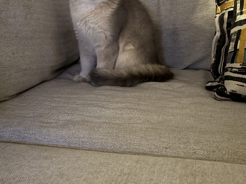 Scottish Fold Boy - 5 months