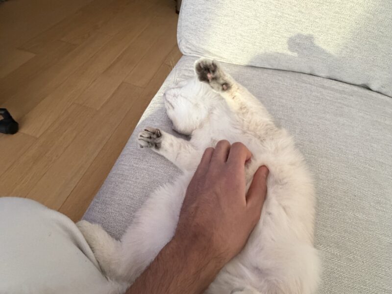 Scottish Fold Boy - 5 months