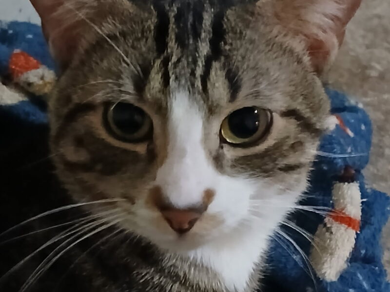 Domestic Short Hair, Norwegian Forest Cat