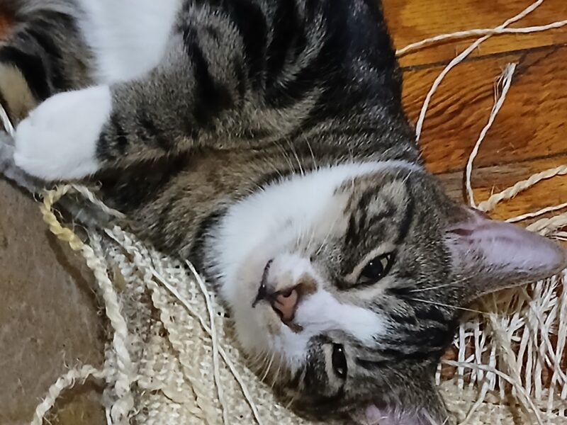Domestic Short Hair, Norwegian Forest Cat