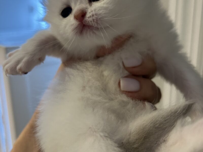 Scottish fold kitties